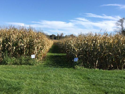 Corn maze