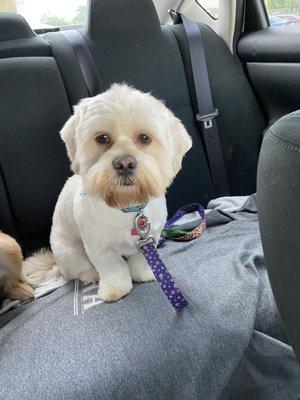 Lhasa apso grooming