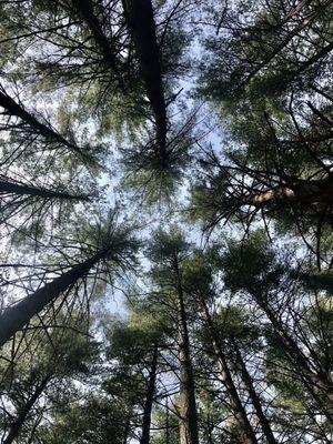 The Pine Trail canopy