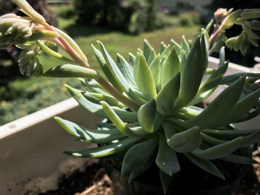 Succulent about to flower.