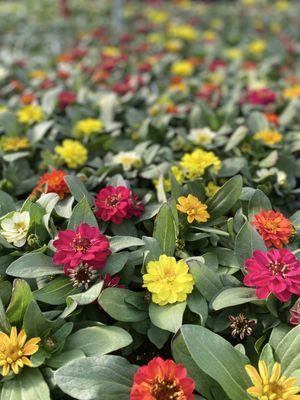 Zinnias