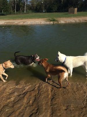 They love the water