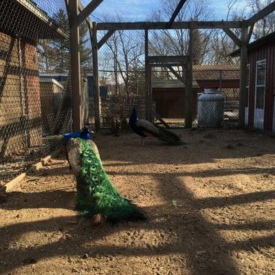 Peacock plumage at the Forsyth Nature Center