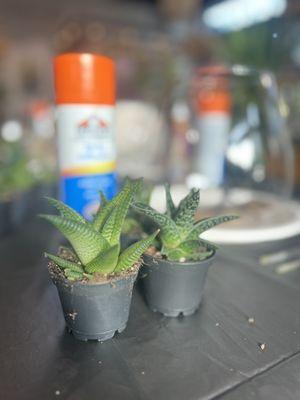 Succulents for terrariums