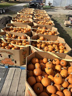 We supply pumpkins to Columbian Park Zoo, Boo at the Zoo