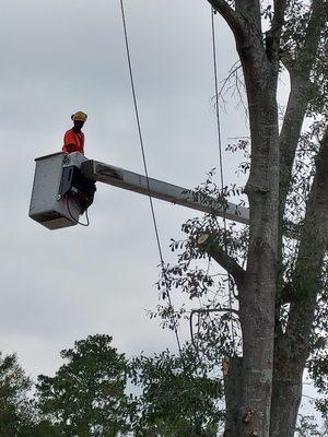 Skyline Tree Service