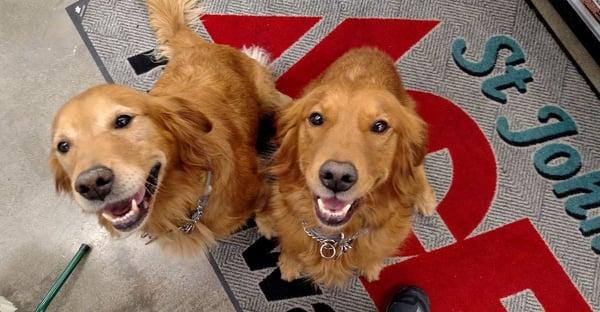 Meet Penny & Pickles the new store dogs.