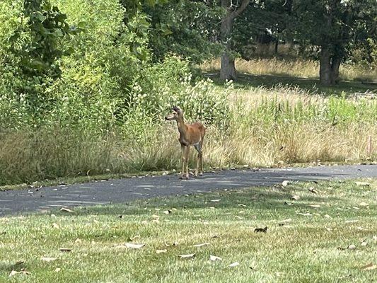 Friendly deer walking around