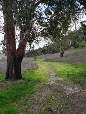 This is the paved road that one of the reviewers mentioned.  Note the tree to the left hand side is burned at the bottom.