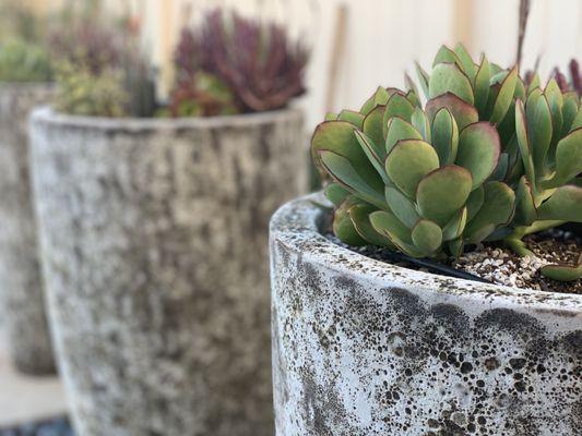 Potted succulents