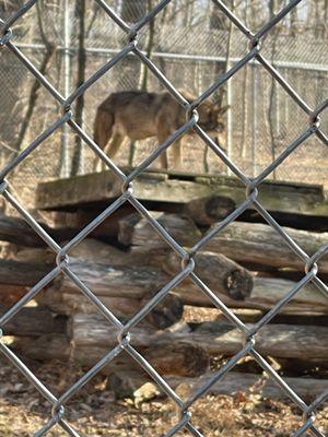 Wolf Conservation Center