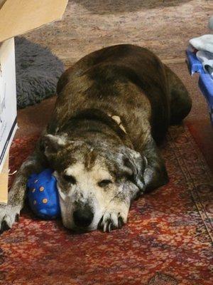 Mookie and his favorite toy.