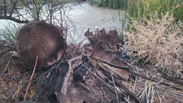 Why are all the old trees by the river bank being removed?