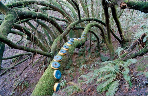 Inspired by the blue donuts that I bought at Dunkin Donuts in Atlanta airport, later in the year I posed these blue donuts in the forest.