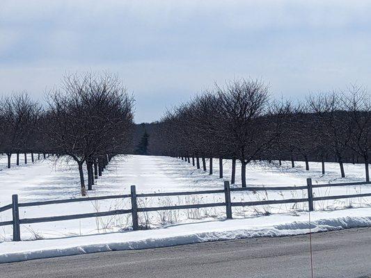 The apple orchard next door to the hotel is inviting even in the snow!