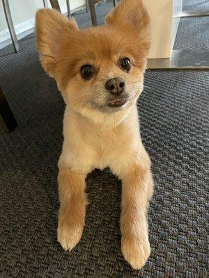 Pomeranian cut!