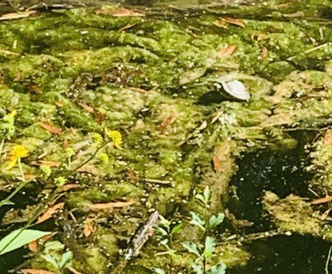 Spot the turtle