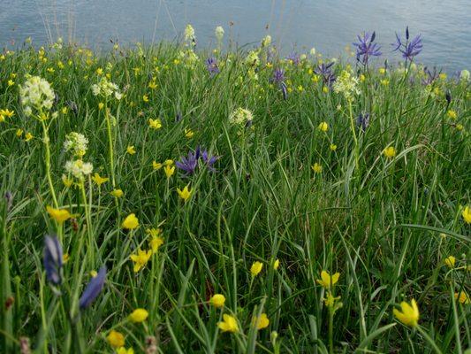 Chasing Wildflowers in the North Cascades Tour