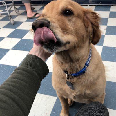 Cute dog at the laundromat