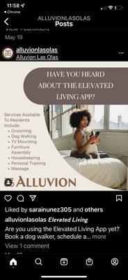 Fun Fur Fluffy Dog walking @ Alluvion Las Olas