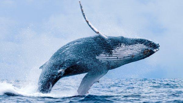 Breaching Humpback