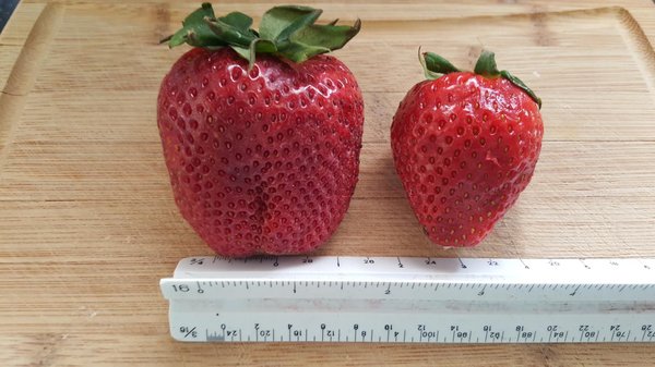 Fresh strawberries? ALDI on left another store on right.