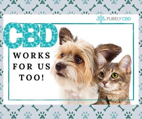 CBD for Pets