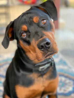 Bubbles our Rottweiler.