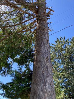 One tree hanging over my house.