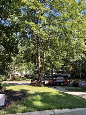 Molina's Tree Service And Landscaping