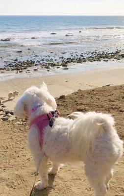 Malibu and Fendi enjoying sunny chilly ocean breeze