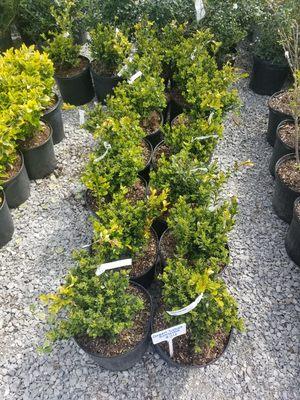 Plenty of Boxwoods to choose from!