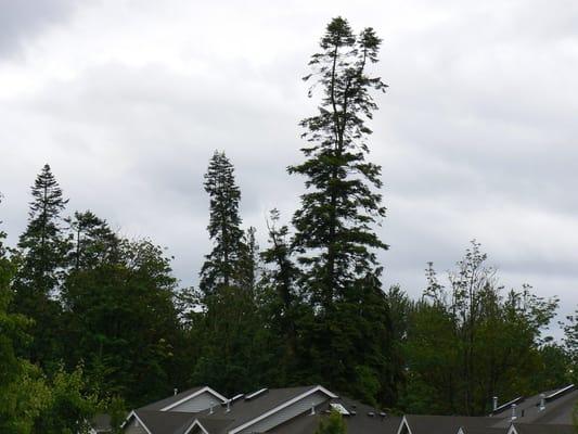 Dangerous split top Fir tree