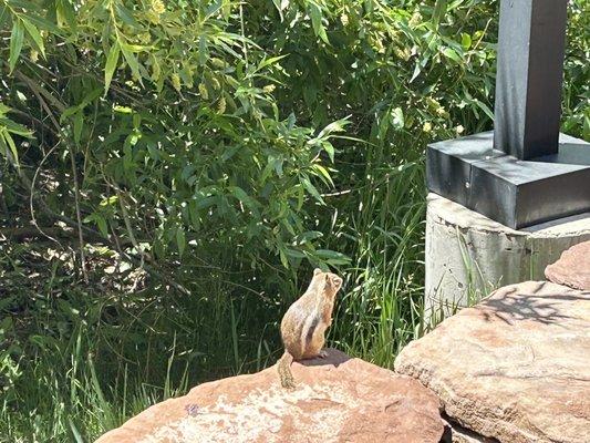 Science Center Wildlife (Greeter)