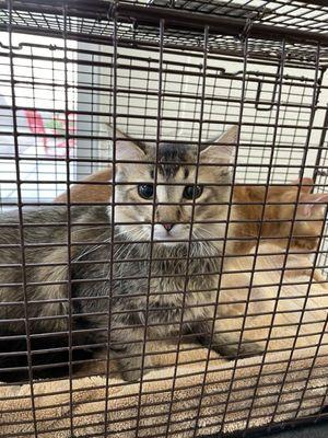 Newly arrived kittens waiting to be placed in their kennel