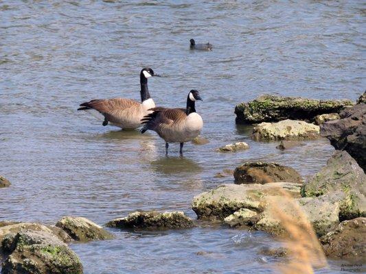 Canadian geese enjoying the Patapsco River.