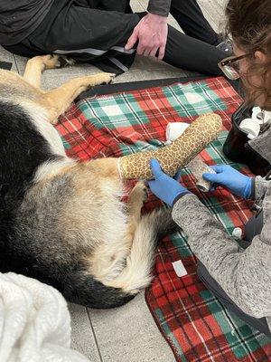 Splint getting put on