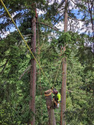 Daniel Goss, removal of uprooted fir tree that laid over into another fir tree.