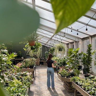 Berns Houseplants