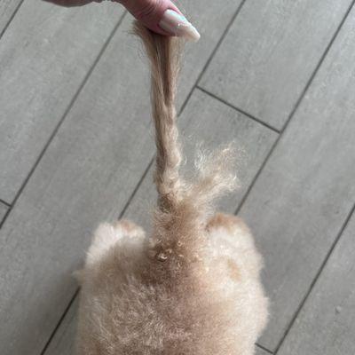 This is my toy poodle after a "fresh cut" a chunk of fur was left on her tail.