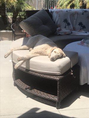 Elsa sleeping in the sun