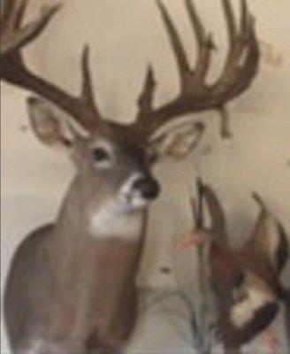 Big Rack Taxidermy