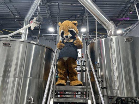 #hoppie
 Hoppie, the raccoon is one few animals that can actually hold a beer... now he thinks he can brew!