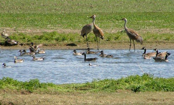 Migration at Creamer's Field migratory waterfowl refuge - ducks, geese, cranes...