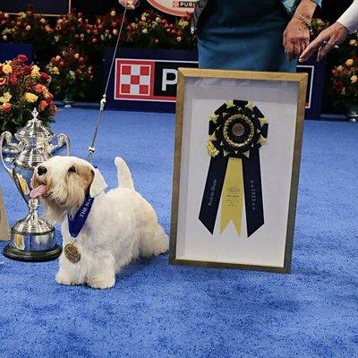 Stache, a Sealyham terrier won Best in Show at the 2023 National Dog Show. All photos NPR.