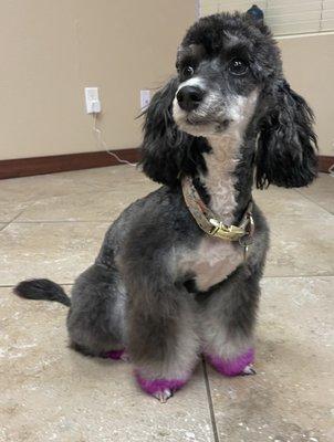 Poodle cut with cute non-toxic dye bracelets