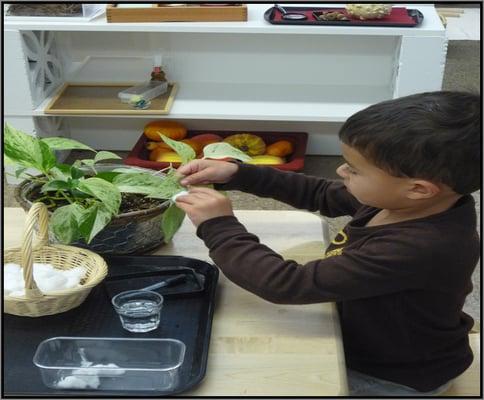 plant washing