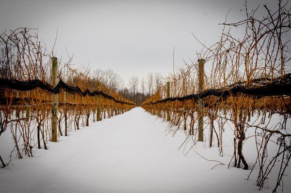 Buttonwood Grove Winery