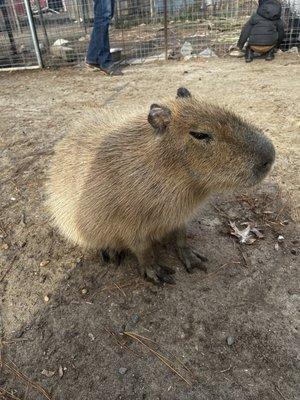 Capybara