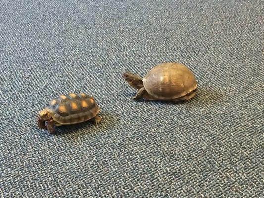 Turtles. The children are able to touch them.